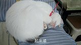 你永远也叫不醒一只装睡的猫咪，你怎么那么的可爱呢