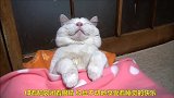 一只慵懒的猫咪，睡觉睡到这种境界，真是长见识了