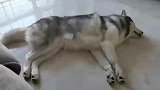 二哈说梦话，最后那一下太突然了