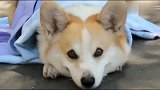 养狗人都怕的一瞬间，狗狗临死前摇尾告别，即使是硬汉也撑不住！