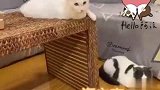 10月4日猫咪日常：微微“一睡”