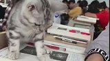 猫：天天不知道好好学习，就知道瞎玩儿！