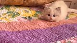 布偶猫：别打扰我，看我一招“猛虎扑食”，网友：一脚踹飞
