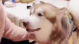 狗子能有多撒娇