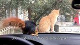 猫咪和一只松鼠，隔着汽车的挡风玻璃对峙，结果不出意料！