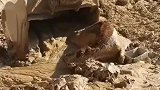 牛深陷泥潭无力挣扎挖机师傅助其脱困
