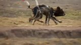 野狗当着狮子的面也敢攻击小狮子，发怒的狮子瞬间秒杀一只野狗