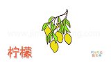水果简笔画大全，画树上的柠檬简笔画