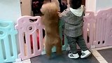 爸爸回来后，狗狗跟宝宝高兴的跳了起来，看着都好和谐
