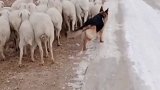 德牧犬看家护院放牧牛羊