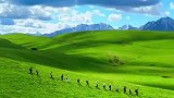 这里是新疆喀拉峻大草原，简直就是绿色海洋