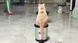 猫咪个个身怀绝技，配合的太好了