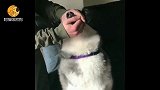 铲屎官给汪星人喂药，简直是要笑死