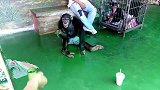 动物园里有一只可爱的猩猩，和管理员抢东西吃，真是有趣啊！