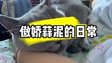 猫咪为了求摸摸求抱抱，这货竟然使出如此手段