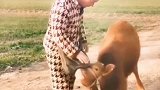 看到小牛下跪的那一刻眼泪止不住的流出来