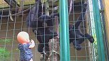 萌娃参观动物园，这小动物看上去很喜欢小家伙的玩具宝宝呢！