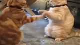 你拍一我拍一，我们一起打太极，现在小猫咪打架都这么友好的吗