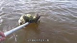 河里漂浮着巨大乌龟，男子好奇翻过来，眼前的画面让人背后一凉