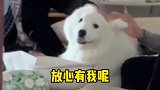 论社恐人为什么要养狗