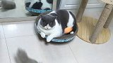 别的猫玩疯了，那只肥是有原因的