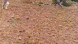 小牛：你要能跟上我，算我输！