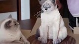 主人买回一个仿真猫,当着猫咪的面一刀切下去,接下来请忍住别笑