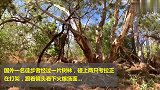 都说考拉呆萌，当它们打起架来，彪悍堪比小老虎！