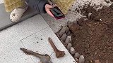 本想把院子里挖坑种树，没想却挖出了人骨头
