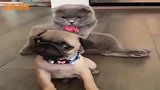 猫咪和狗狗斗智斗勇，小眼神的戏太足了