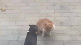 偶遇流浪猫打架，这打一次下来不得一件羽绒服