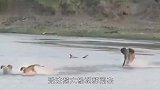 狮子到底有多猛大象挑衅狮子，结果被轻松捕杀