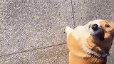 柯基行走不看路，把女子都整害羞了