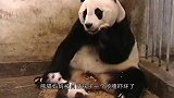 熊猫准备吃竹子，突然靠在墙上的竹子倒了，下一秒反应太Q弹了