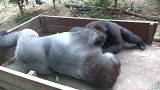猩猩父子晒太阳, 儿子不断恶搞爸爸，猩猩爸爸气得鼻孔冒烟了