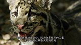 时隔35年世界最大猫头鹰再现，比熊猫还珍贵，网友：杨过是真的