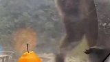 野生猴哥跳上游客车，抓不到食物急坏了