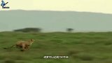瞪羚被猎豹一眼盯上，本想饱餐一顿，结果差点把自己小命搭进去！