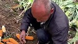 男子去地里买玉米，朴实老大爷非要免费送