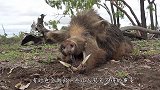 一头野猪冲上街道，十几名警员出动围堵，镜头记录过程
