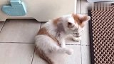 男子捡回一只流浪猫，全身脏兮兮的，养了一个星期后小猫大变样