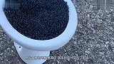 将1000根烟花放入马桶，点燃会发生什么马桶什么仇什么怨