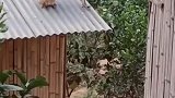 母鸡跑到屋顶下蛋，鸡蛋滚下来被同伴抢着吃