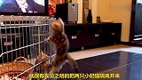 小奶猫跨越困难找同伴玩耍，太重情义了