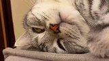 你见过睁着眼睛打呼的猫吗