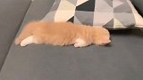小奶猫睡姿也太可爱了，这腿太短了
