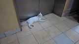建国后依旧成精的猫坐电梯回家