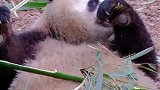 熊猫的日常，听到营业结束后秒下班