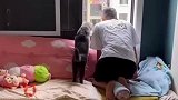 爱看热闹的猫咪，多亏主人反应够快