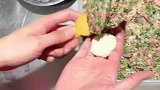 皮薄陷大的包子，长见识了